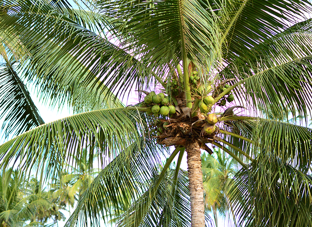 praia de maragogi alagoas, trasfer recife maragogi